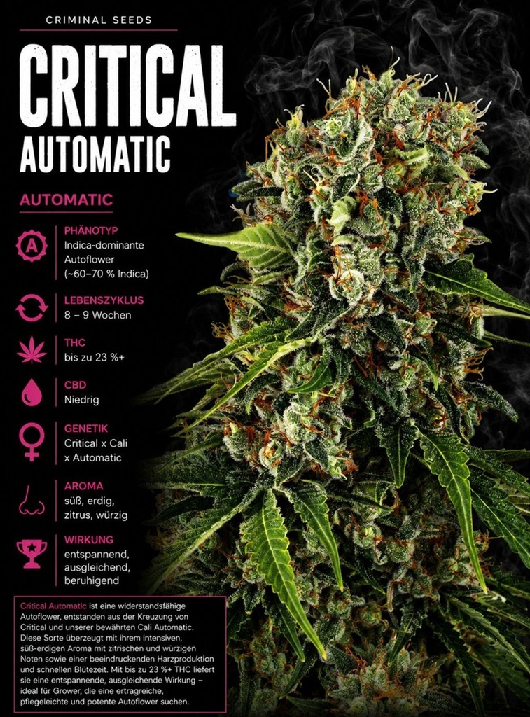 Criminal Seeds Critical Auto Fem 3St.