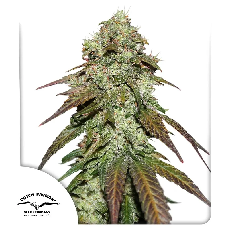Dutch Passion Mazar CBD Fem 3St.