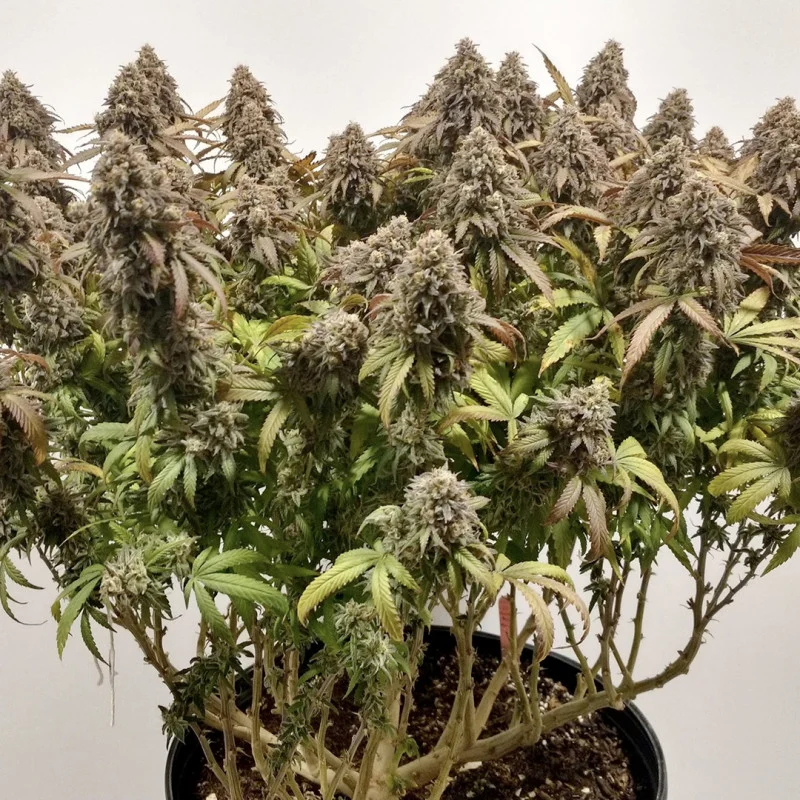 [BT-17383] Dutch Passion Charlottes Angel CBD Fem 3St.