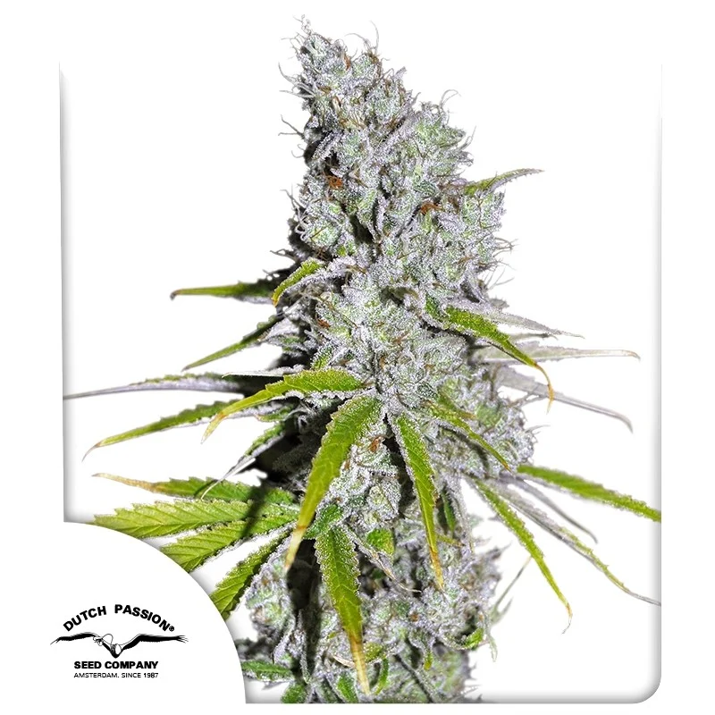 Dutch Passion Skunk Haze CBD Fem 3St.