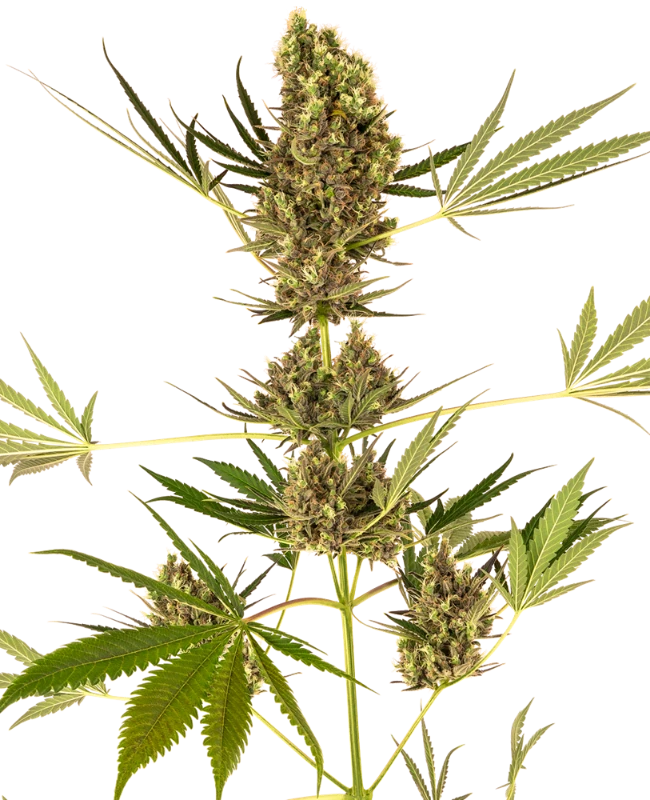 [BT-17387] Sensi Seeds Alpine Delight CBD Auto Fem 3 St.s