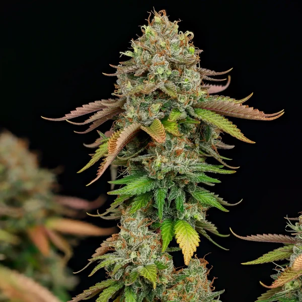 [BT-17388] Royal Queen Seeds Royal Highness CBD Fem 3 St.