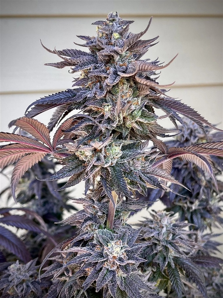 [BT-17445] Umami Seeds Zodaza Fem 6St.