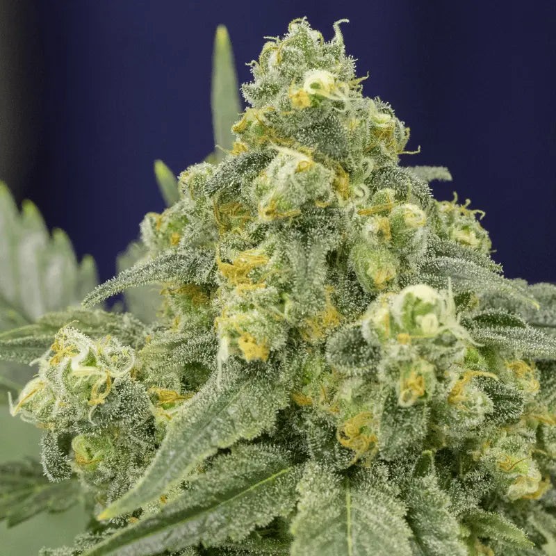 [BT-17470] Silent Seeds White Widow Fem 3St.