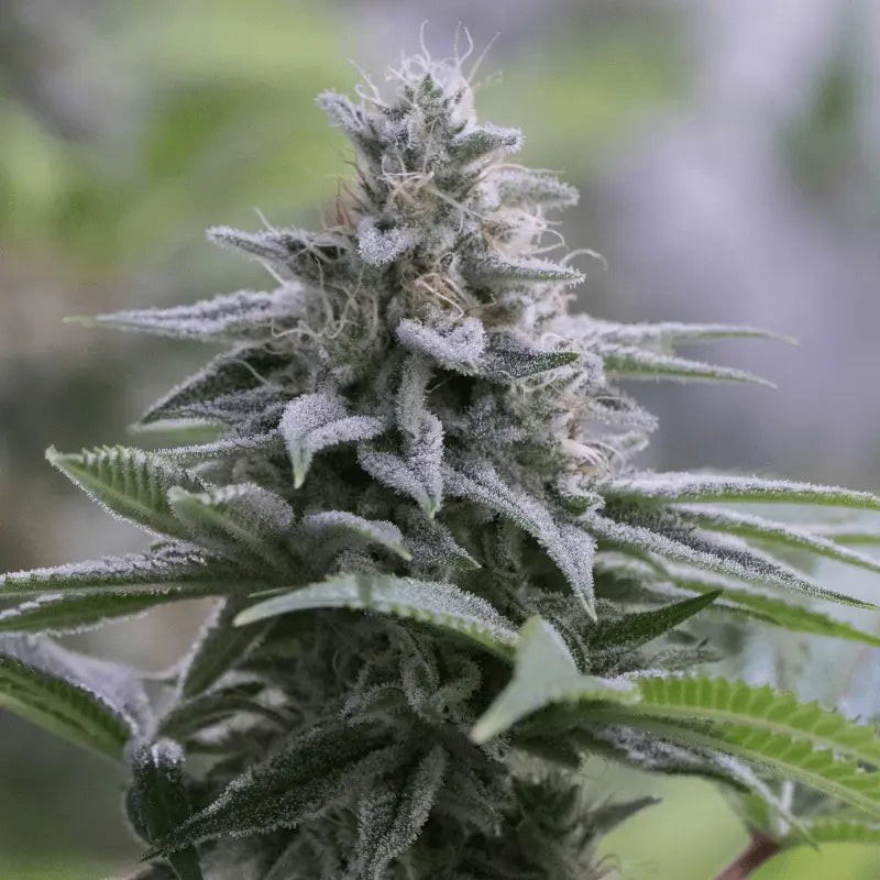 [BT-17472] Silent Seeds Zkittlez 2.0 Fem 3St.