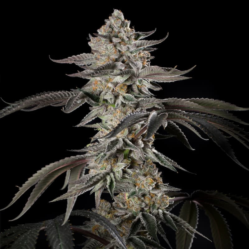 [BT-17474] Silent Seeds Cherry Essence Fem 3St.