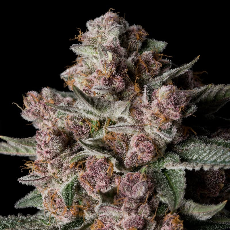 [BT-17475] Silent Seeds Tropical Jam Fem 3St.