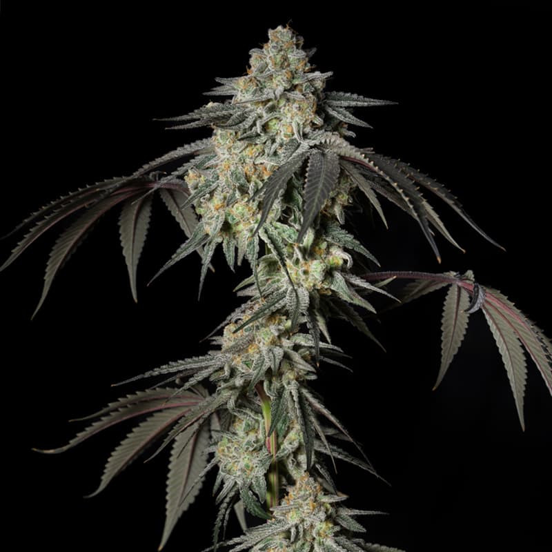 [BT-17476] Silent Seeds Mint Candy Fem 3St.
