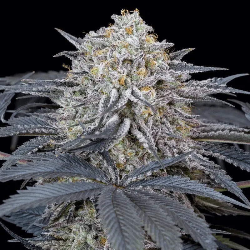 [BT-17477] Silent Seeds Watermelon Runtz Fem 3St.