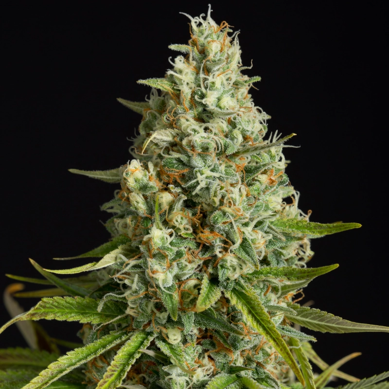 [BT-17478] Silent Seeds Amnesia Lemon Fem 3St.