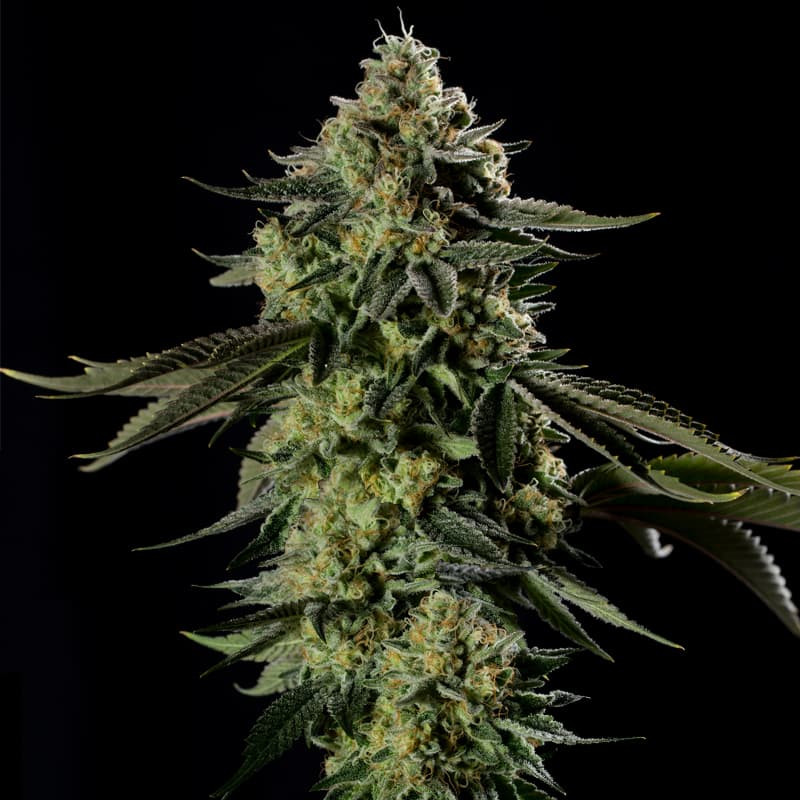 [BT-17480] Silent Seeds Rainbow Gas Fem 3St.
