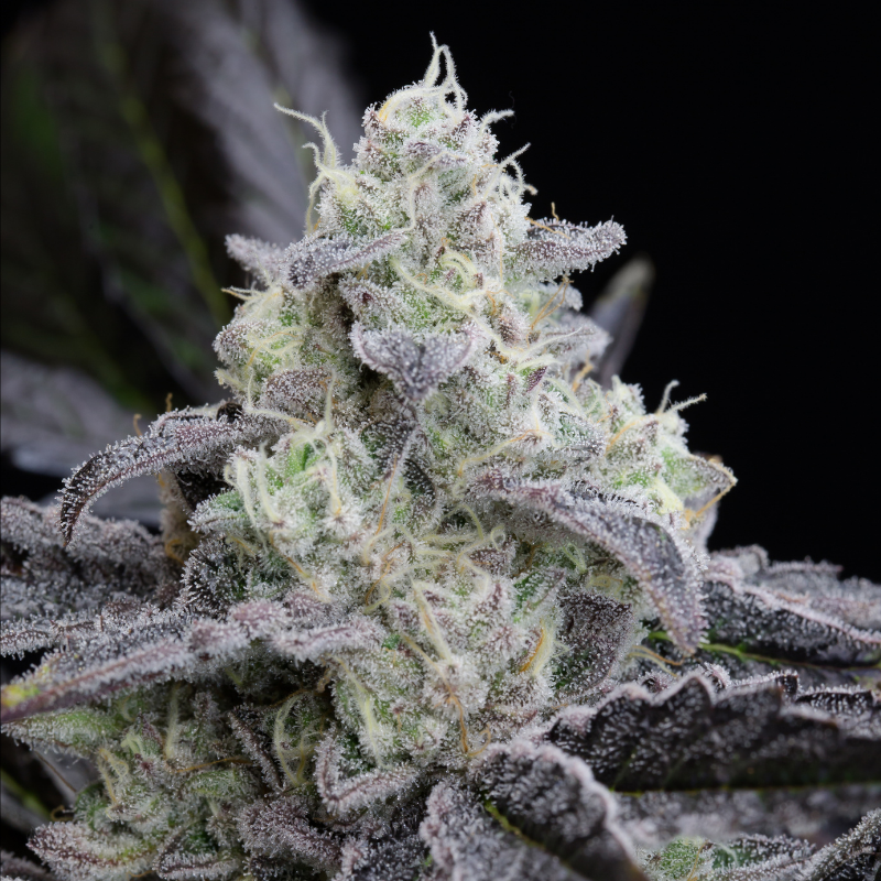 [BT-17482] Silent Seeds L.A. Vanilla Cake Fem 3St.
