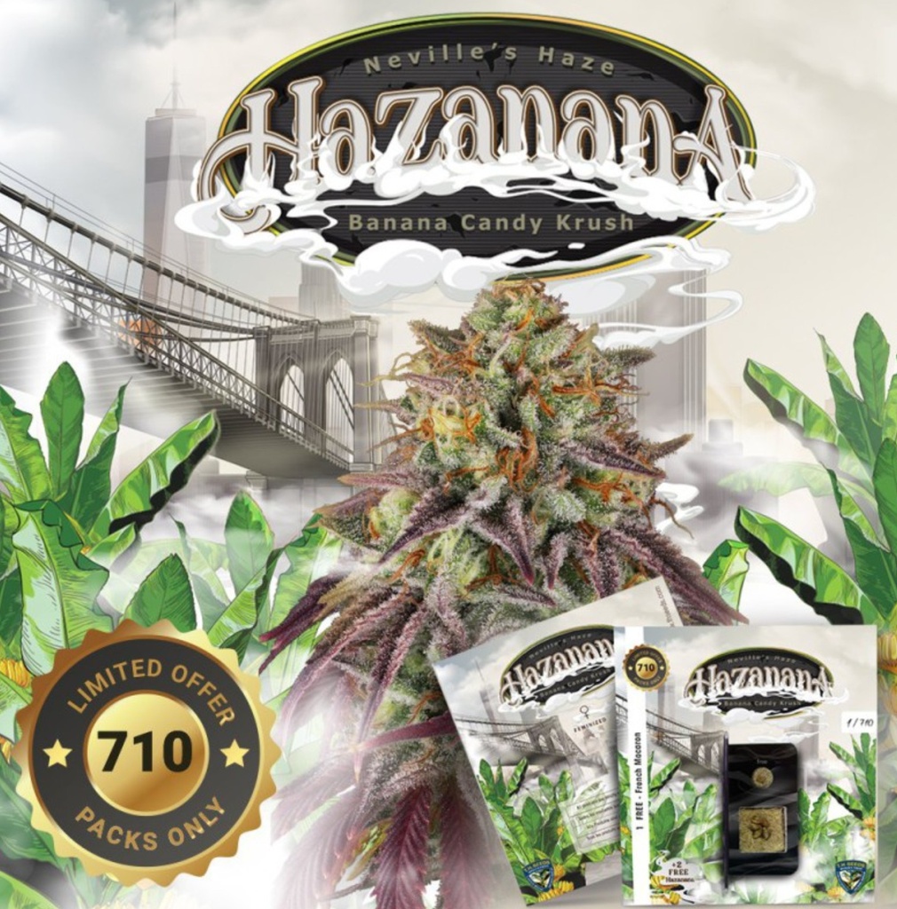 [BT-17483] T.H. Seeds Hazanana Fem 2St.