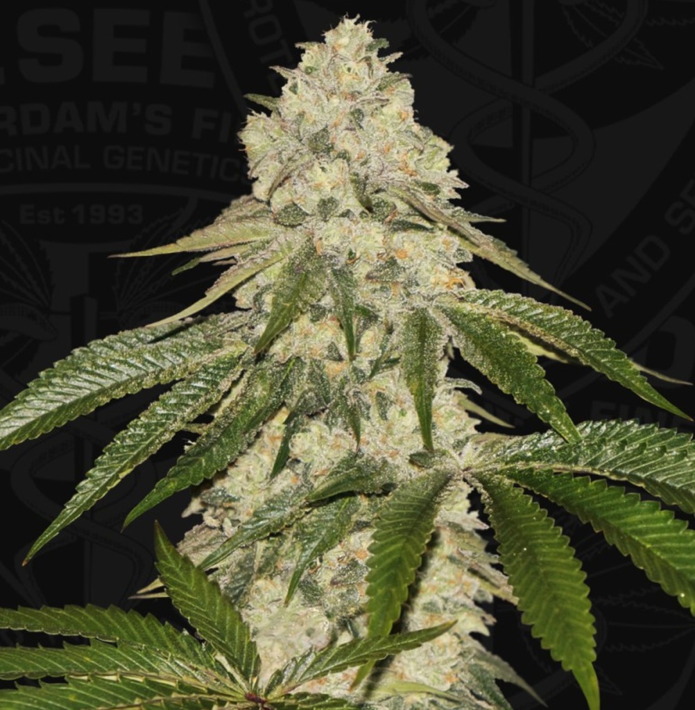 [BT-17484] T.H. Seeds Pisthash Fem 2 St.