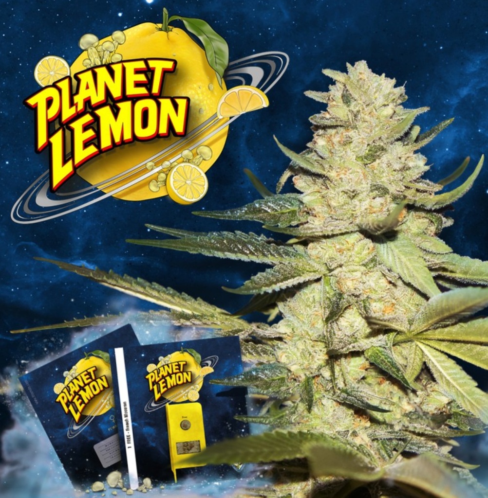 [BT-17486] T.H. Seeds Planet Lemon Fem 2St.