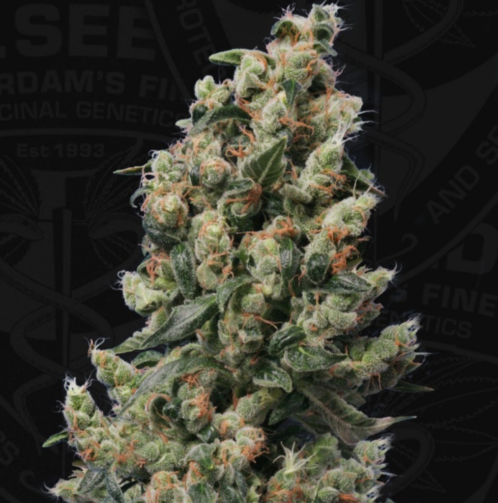 [BT-17487] T.H. Seeds Kushage Fem 2St.