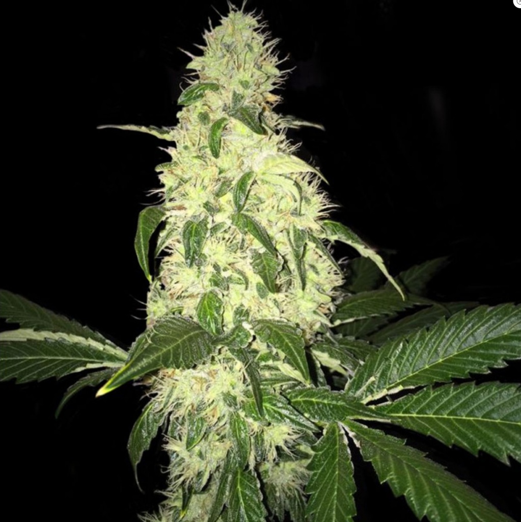 [BT-17488] T.H. Seeds Afghaniberry Reg 5St.