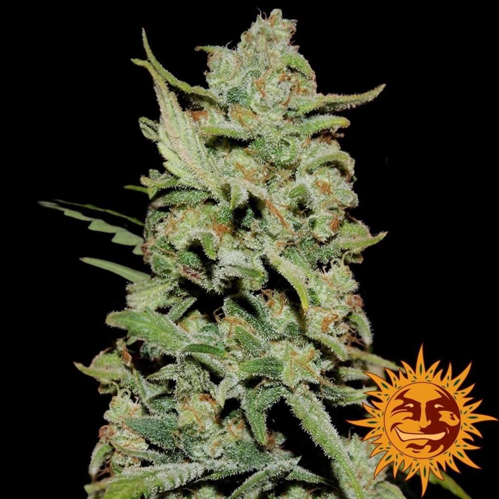 [BT-17489] Barneys Farm Peyote Critical Fem 3 St.