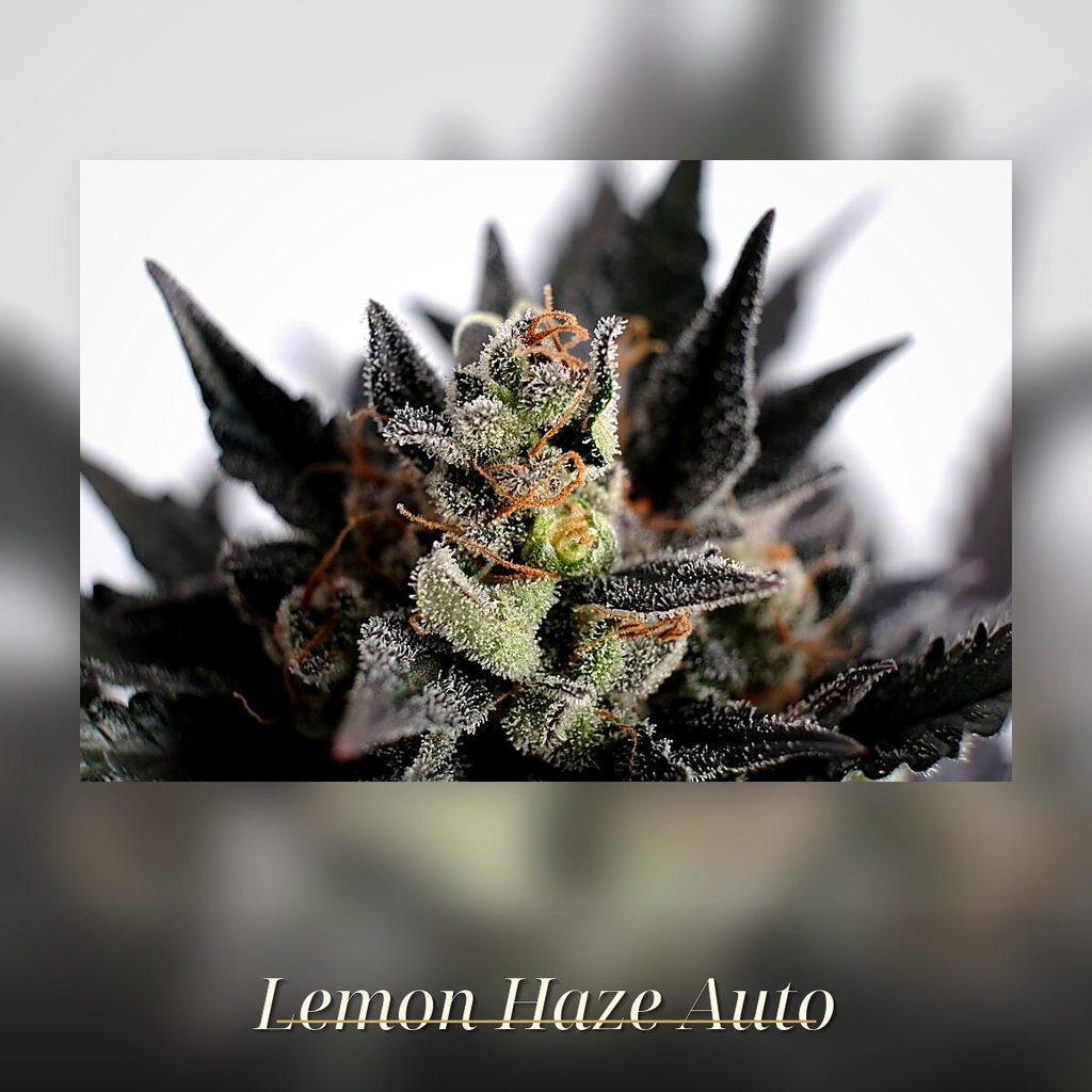 Promo Kannabia Lemon Haze Auto Fem. 2St.