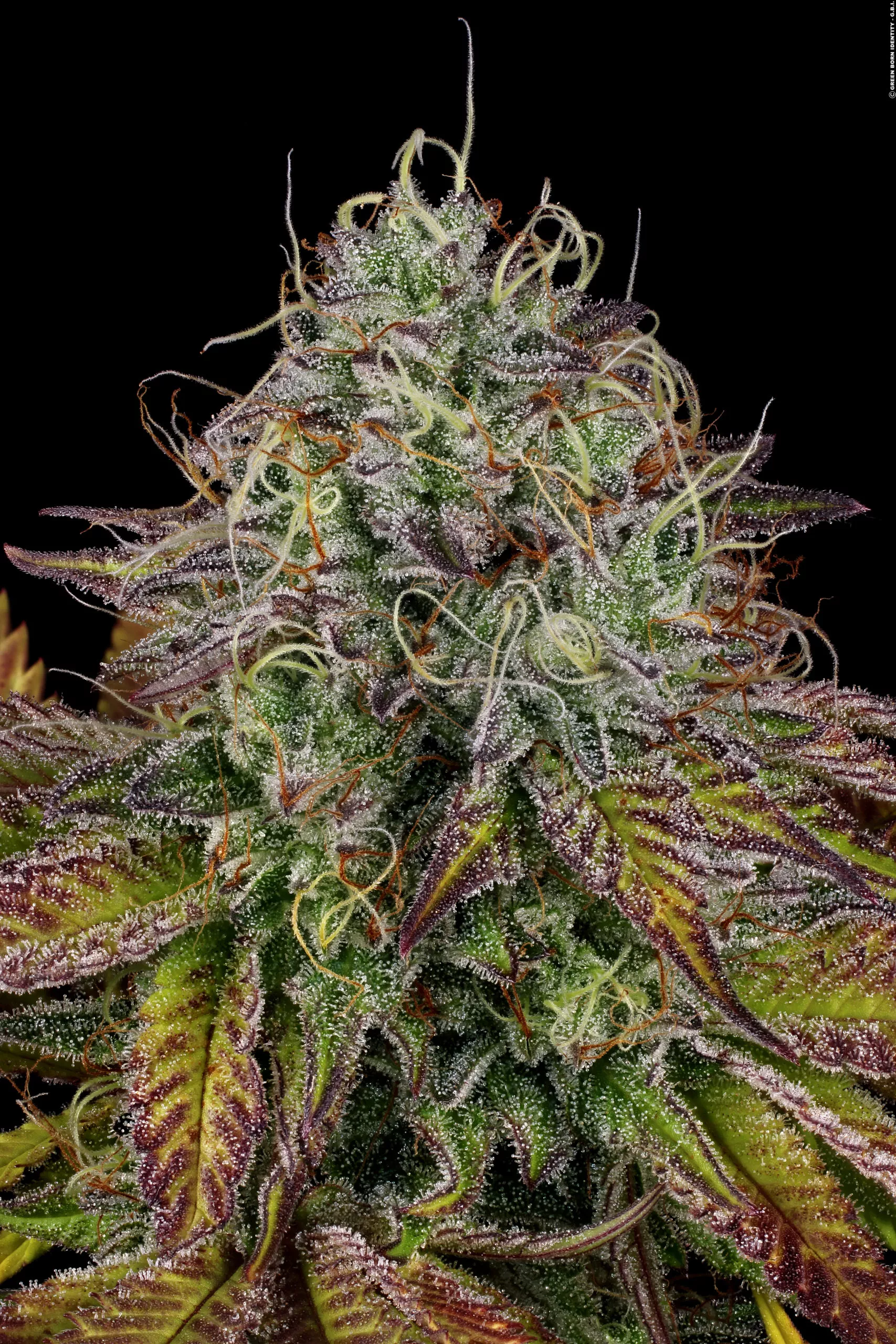 [GF-4522007] Paradise Seeds Apricot Candy 5 Samen