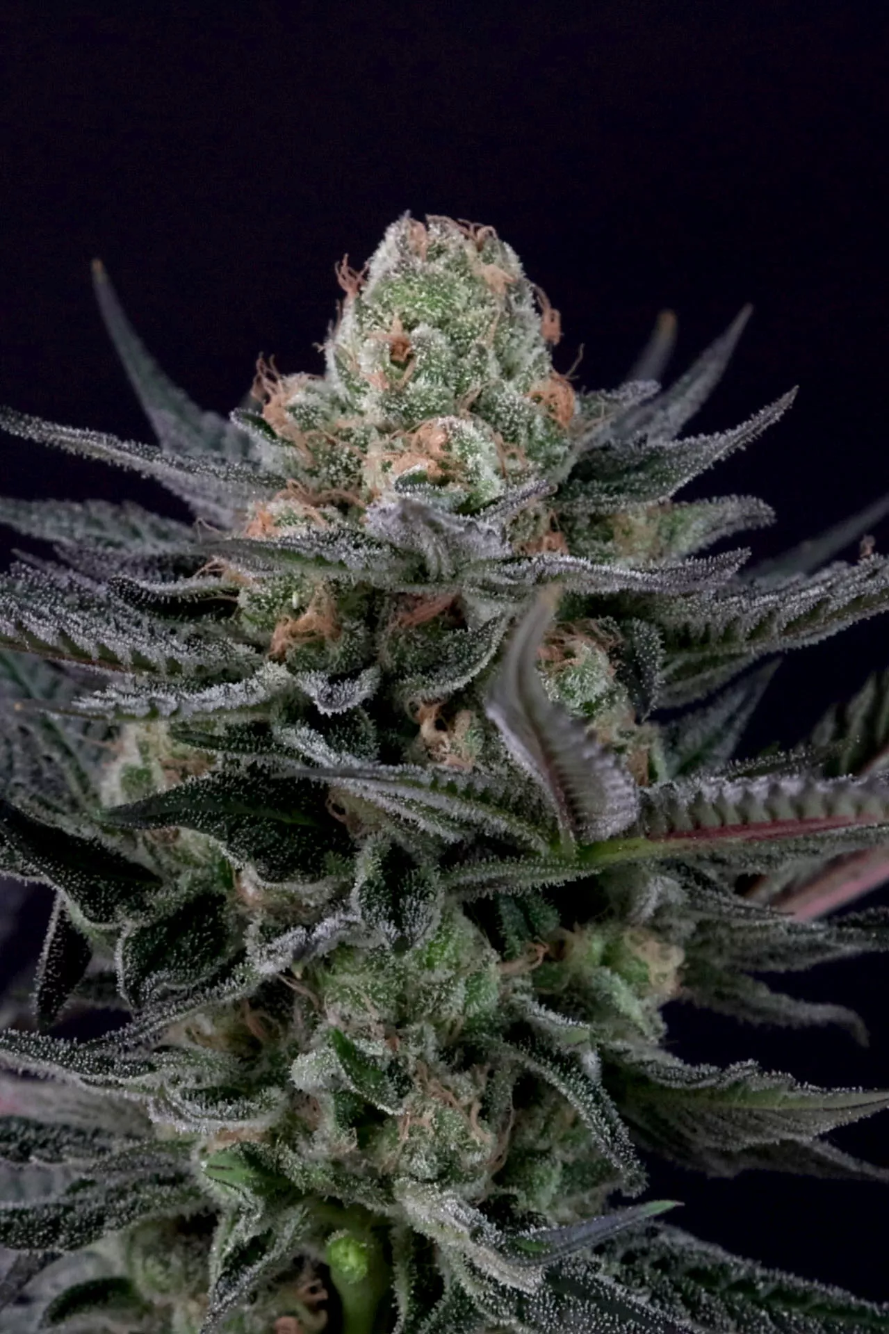 [GF-4522027] Paradise Seeds Caramba 5 Samen