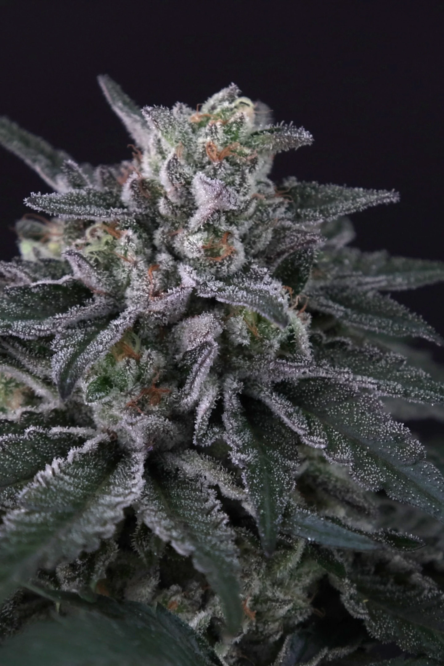 [GF-4522057] Paradise Seeds Gulupa 5 Samen
