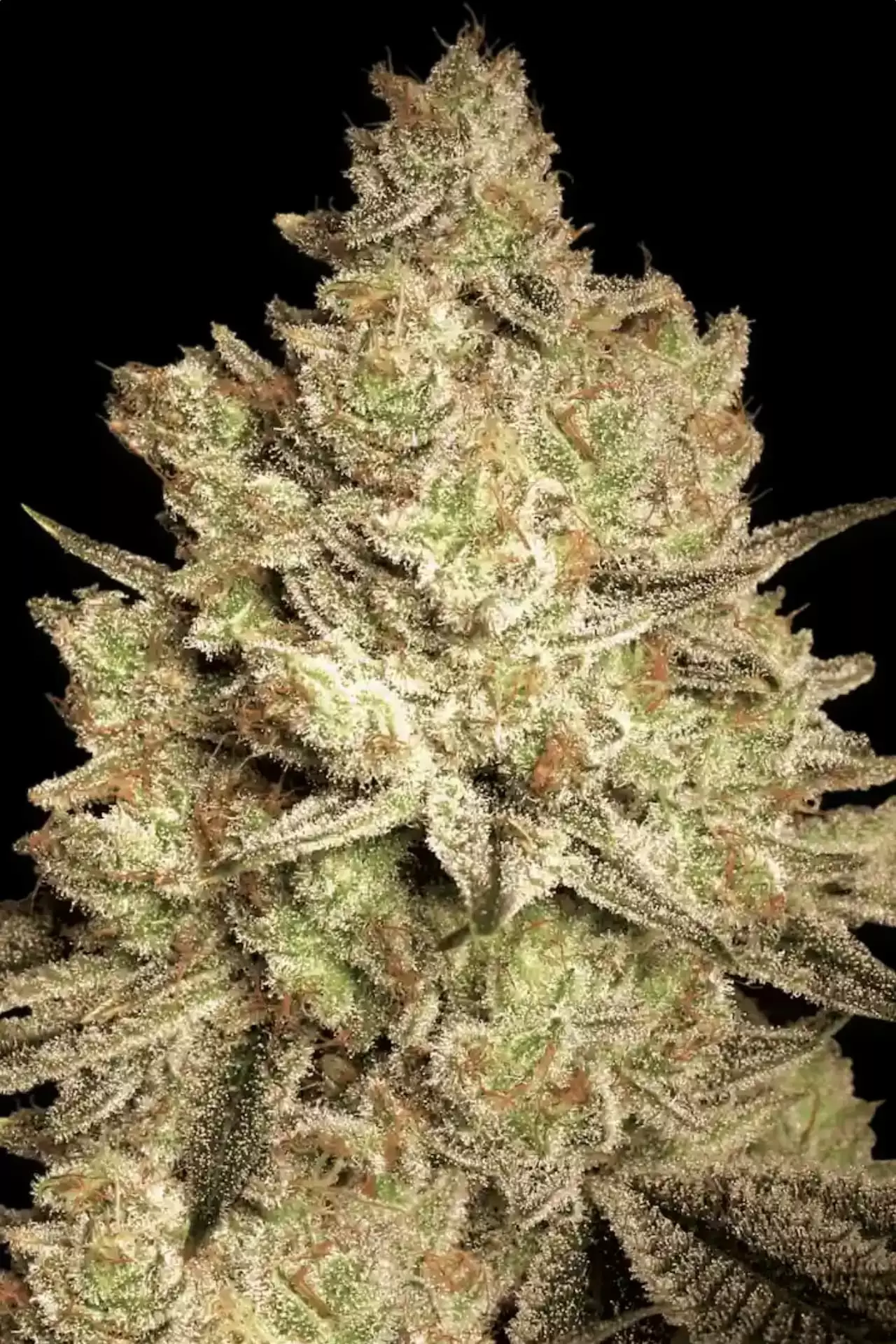 [GF-4522065] Paradise Seeds Jacky  White 3 Samen