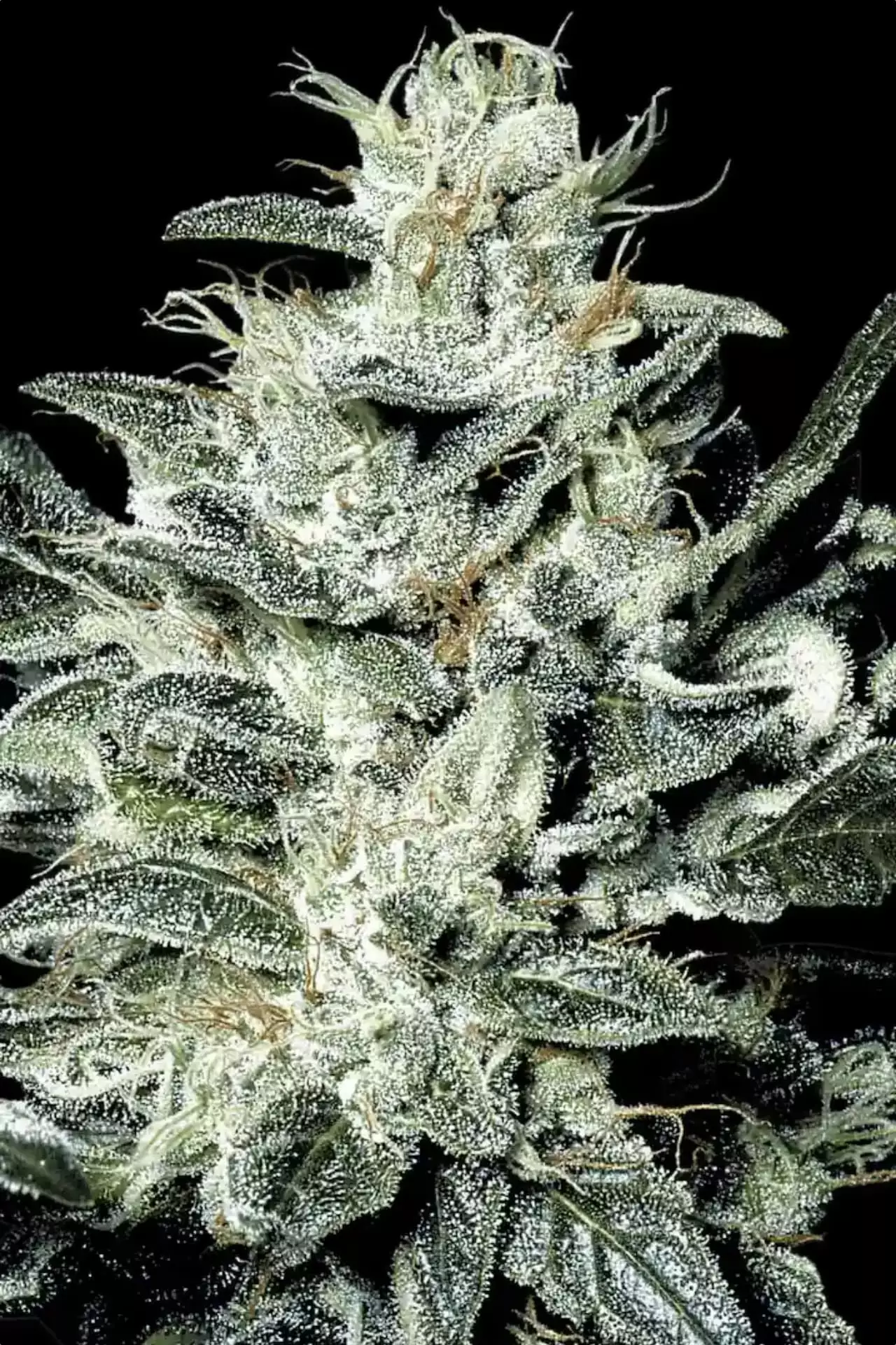 [GF-4522089] Paradise Seeds Sensi Star 5 Samen