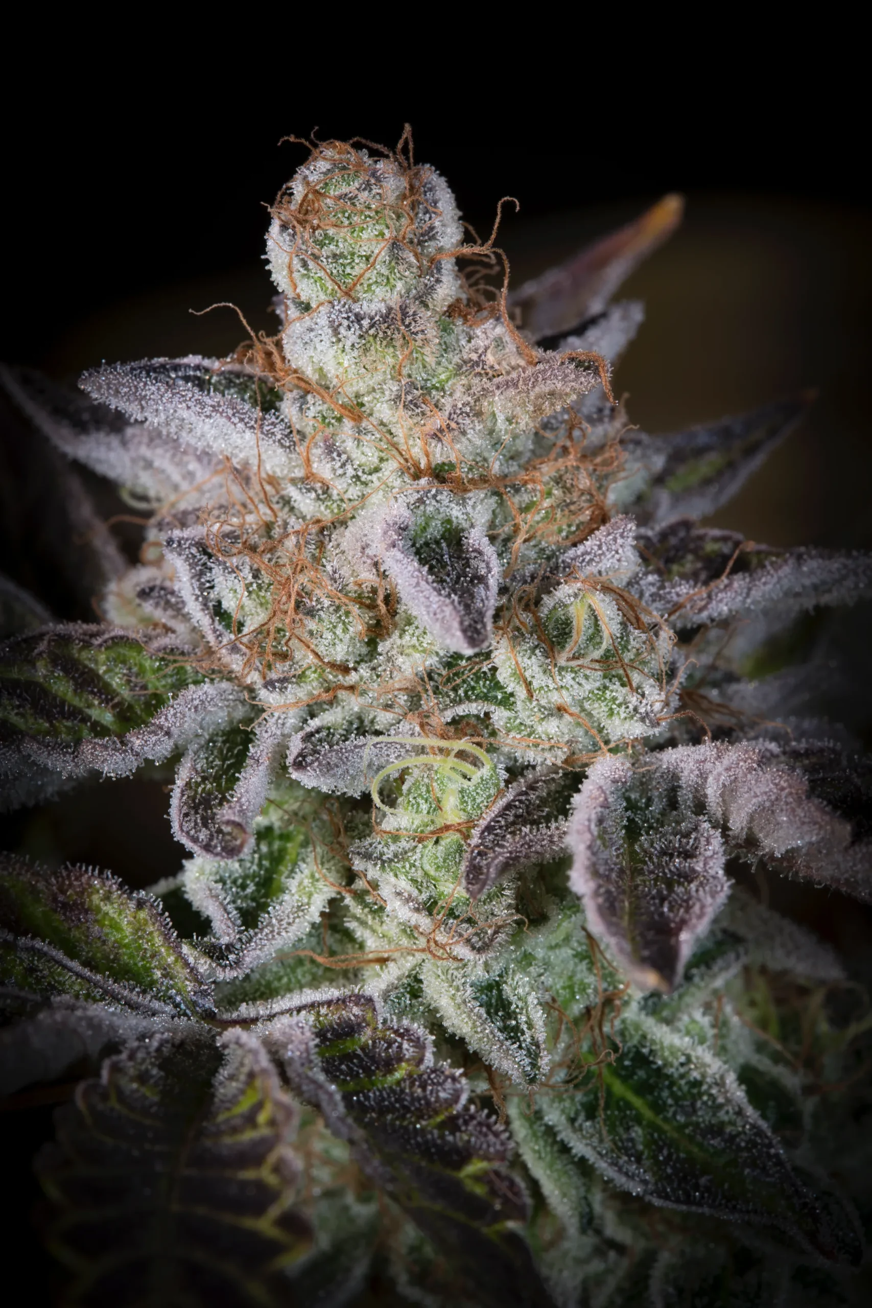 [GF-4522101] Paradise Seeds Sweetopia 5 Samen