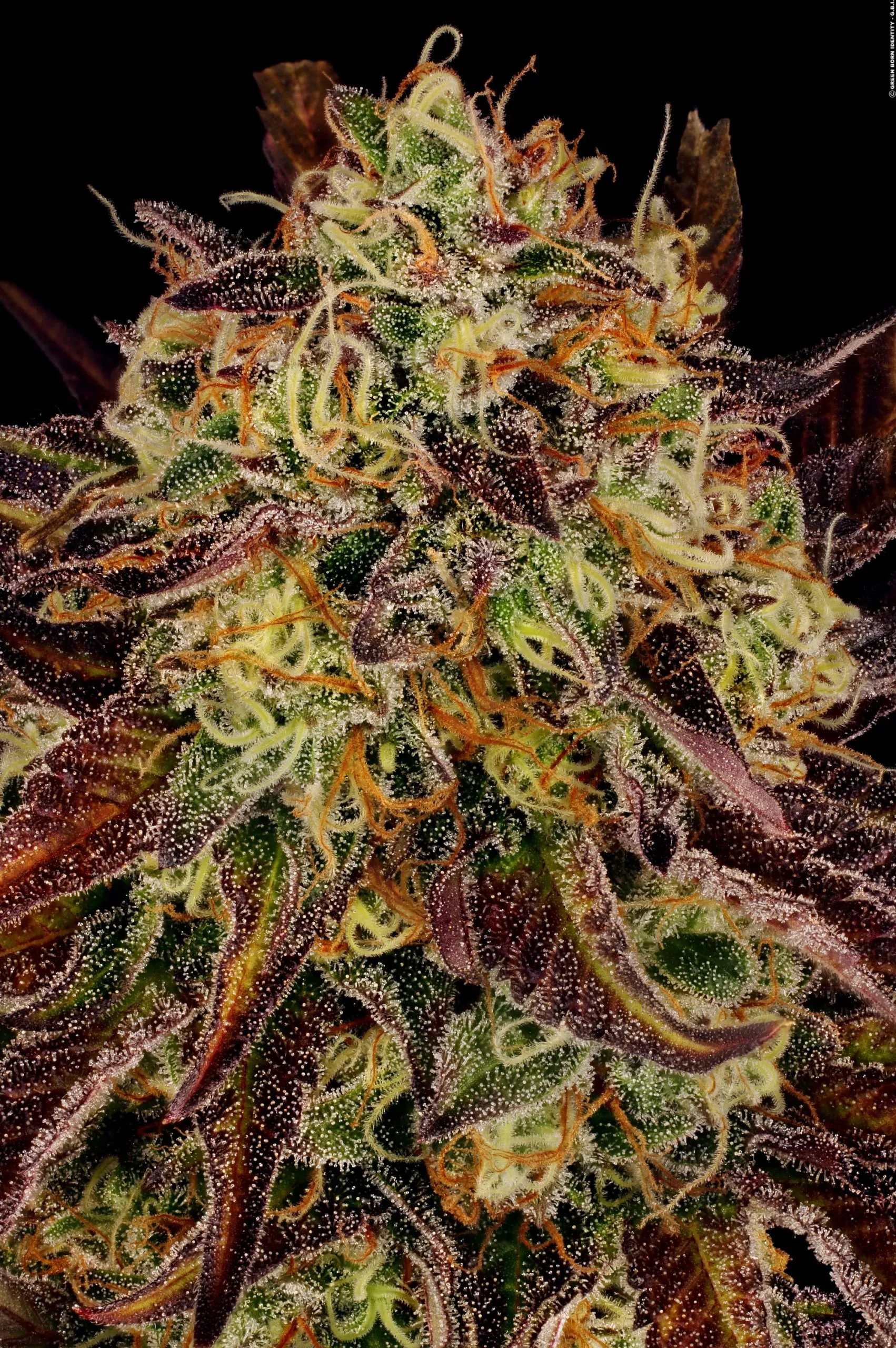 Paradise Seeds Tangerine Sorbet 5 Samen