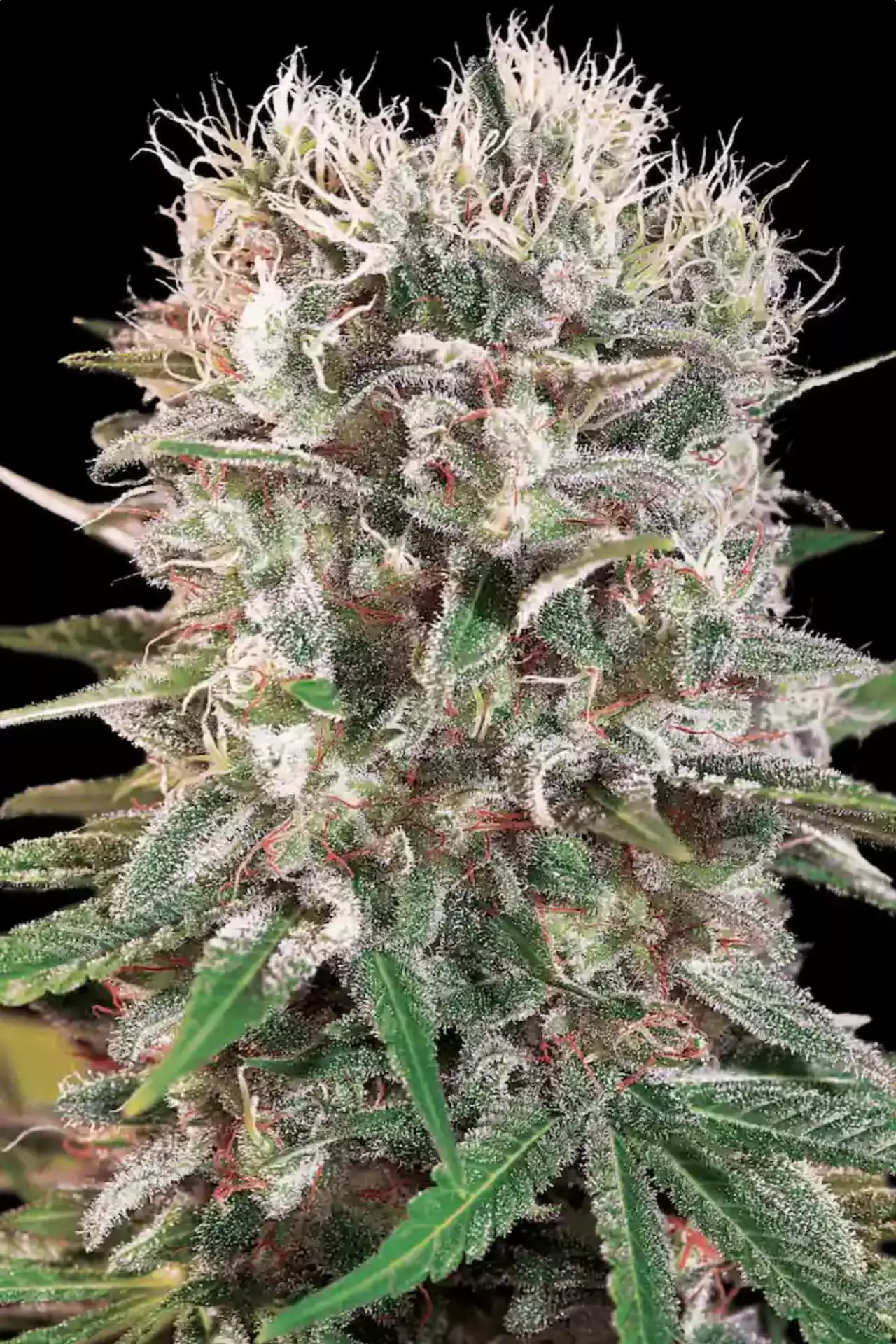Paradise Seeds Wappa 5 Samen