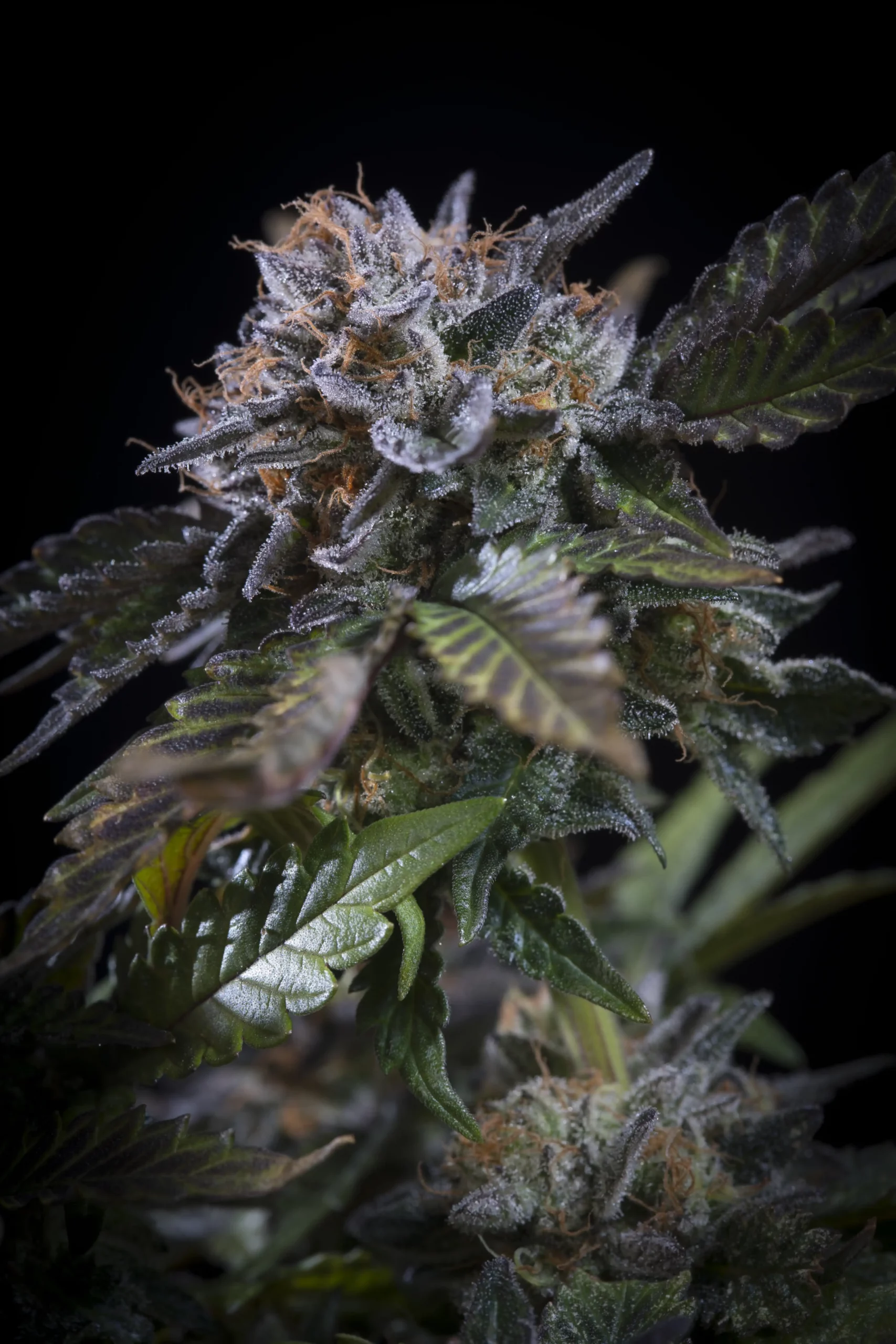 Paradise Seeds White Noise 3 Samen