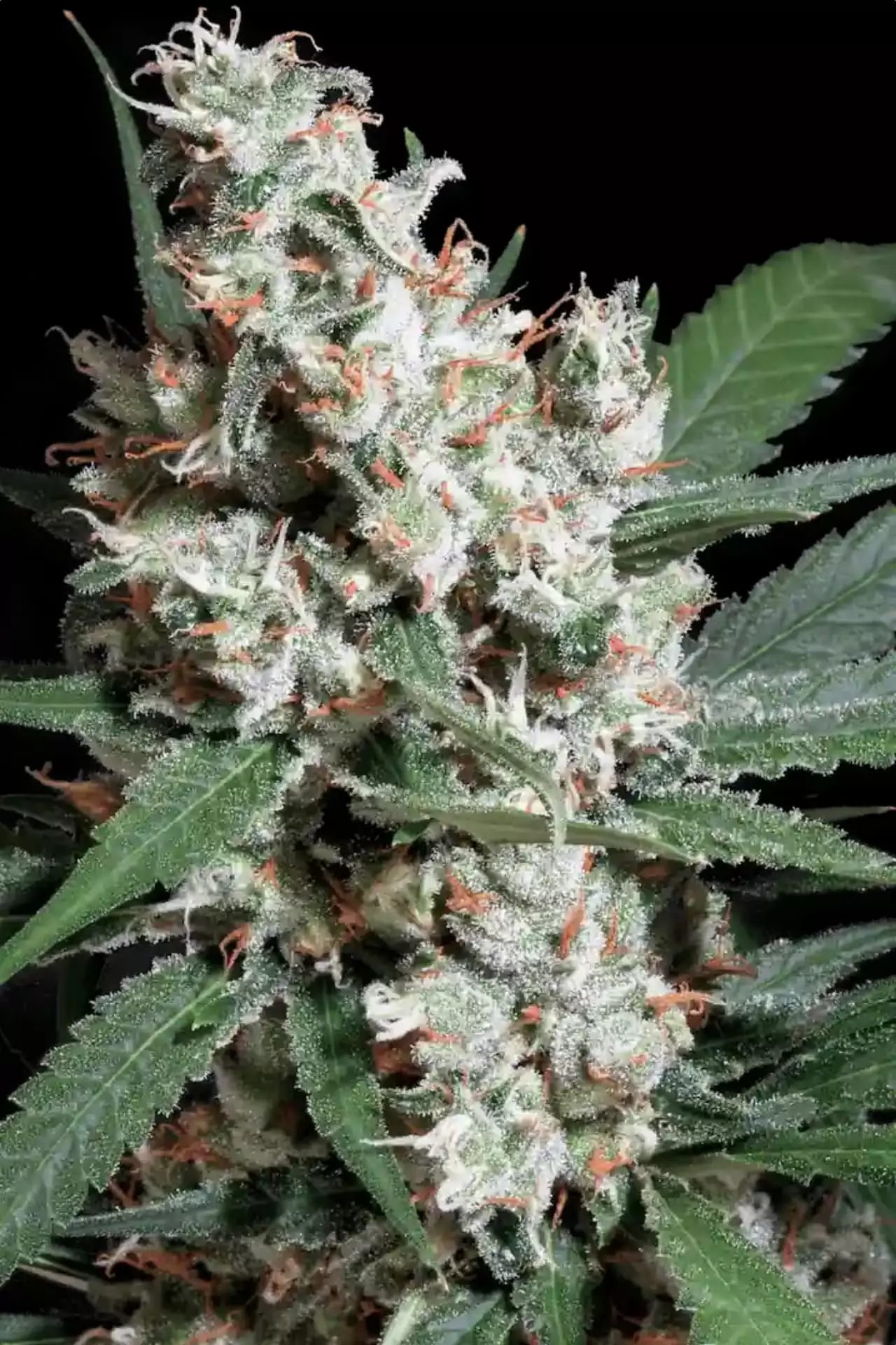 Paradise Seeds L.A. Amnesia 3 Samen