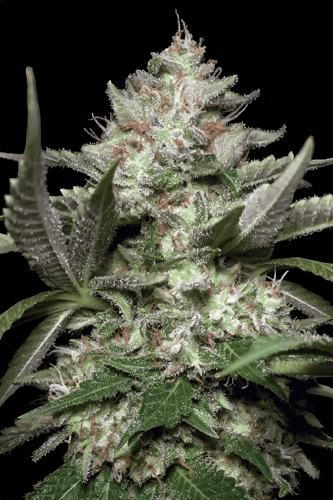[GF-4522163] Paradise Seeds Auto Kong 3 Samen