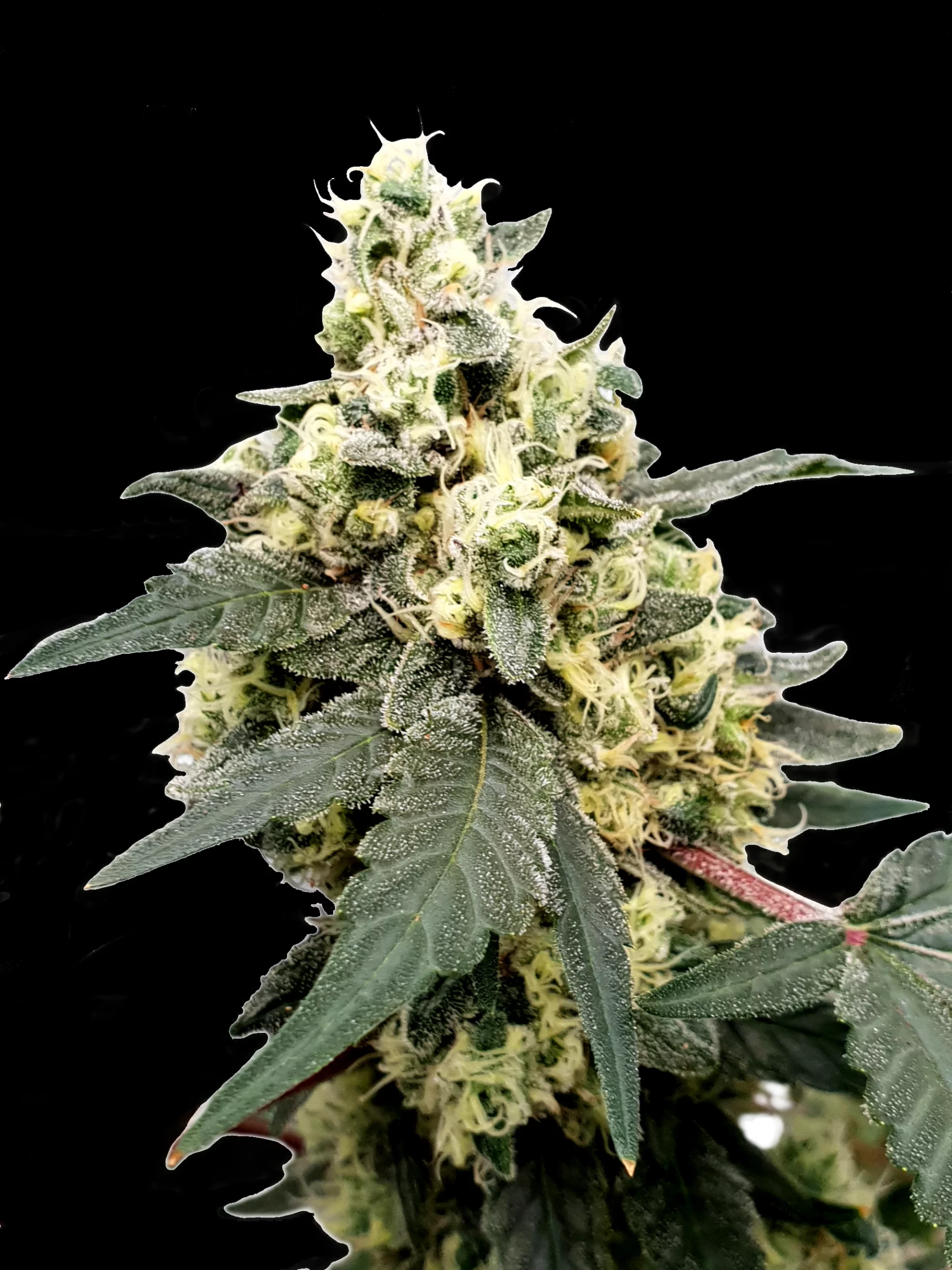 [GF-4522177] Paradise Seeds Lemonade Auto 5 Samen