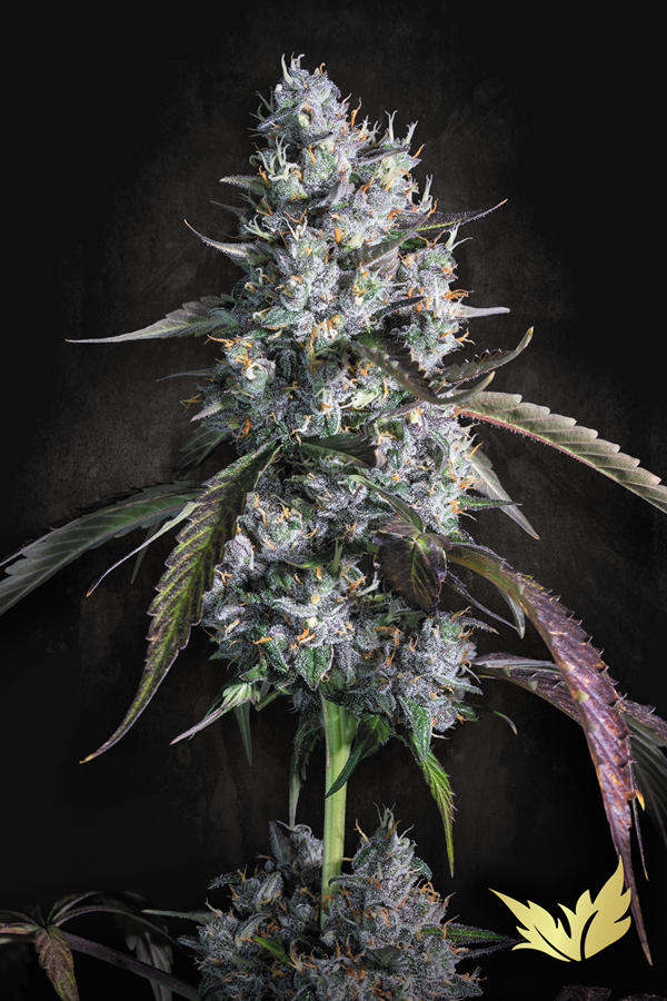 [GF-4522213] Paradise Seeds Red Velvet Auto 3 Samen