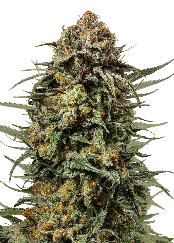 [GF-4822000] Royal Queen Seeds Gelato 44  1 Samen