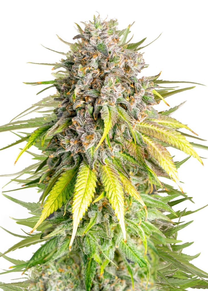 [GF-4822002] Royal Queen Seeds Punch Pie  1 Samen