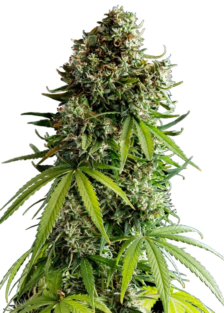 [GF-4822005] Royal Queen Seeds NYC Sour D Auto  3 Samen