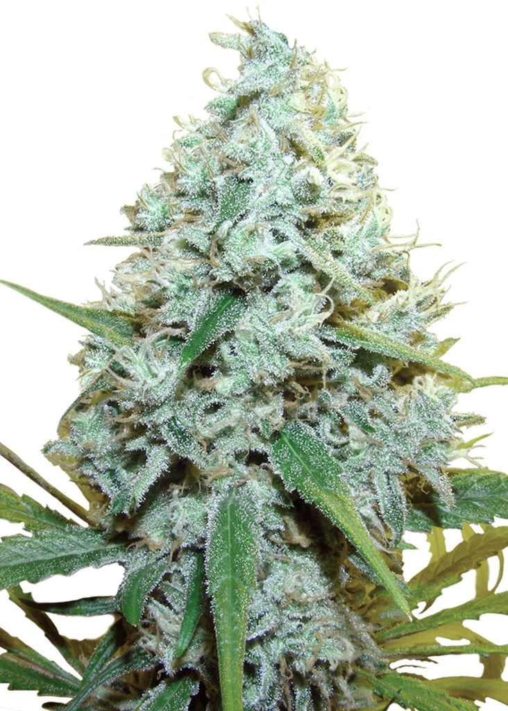 [GF-4822007] Royal Queen Seeds AMG 3 Samen