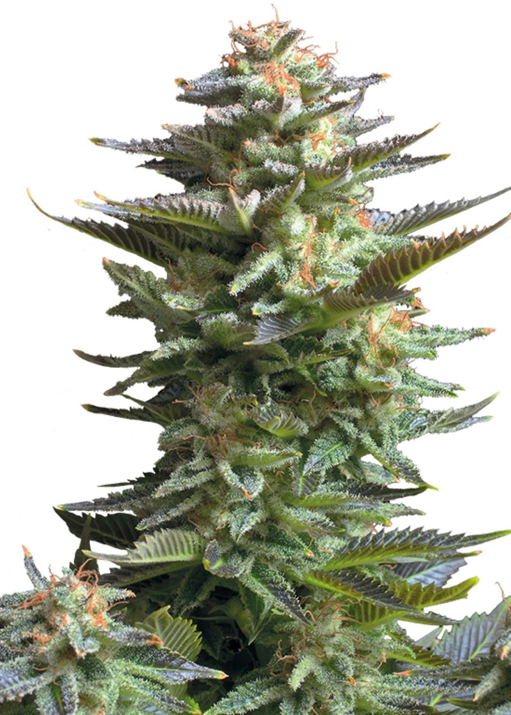 [GF-4822008] Royal Queen Seeds Amnesia Haze 1 Samen