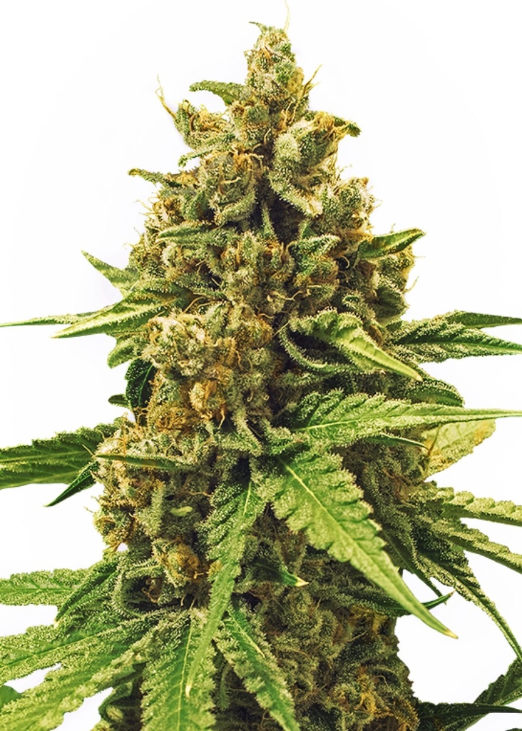 [GF-4822011] Royal Queen Seeds Apple Fritter 3 Samen