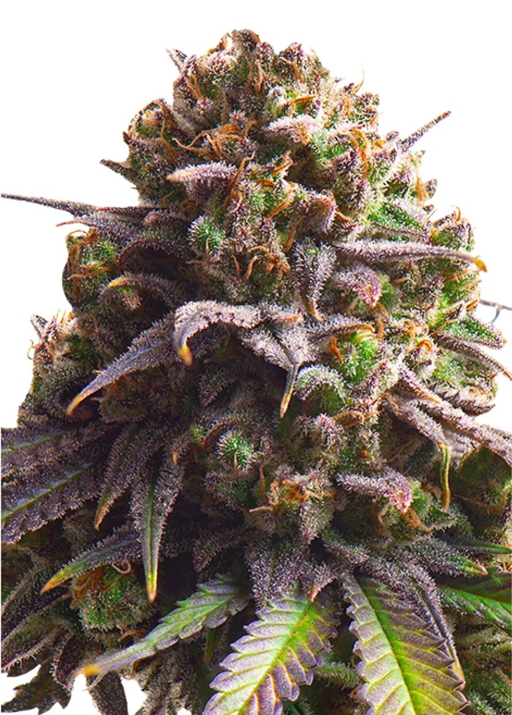 [GF-4822012] Royal Queen Seeds Biscotti 1 Samen