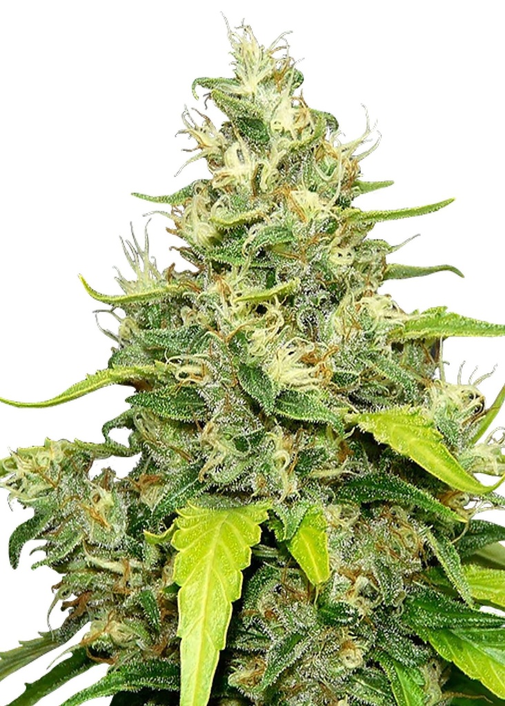 [GF-4822015] Royal Queen Seeds Blue Gelato 3 Samen