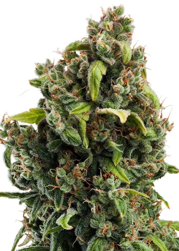 [GF-4822016] Royal Queen Seeds Candy Kush Express - Fast 1 Samen