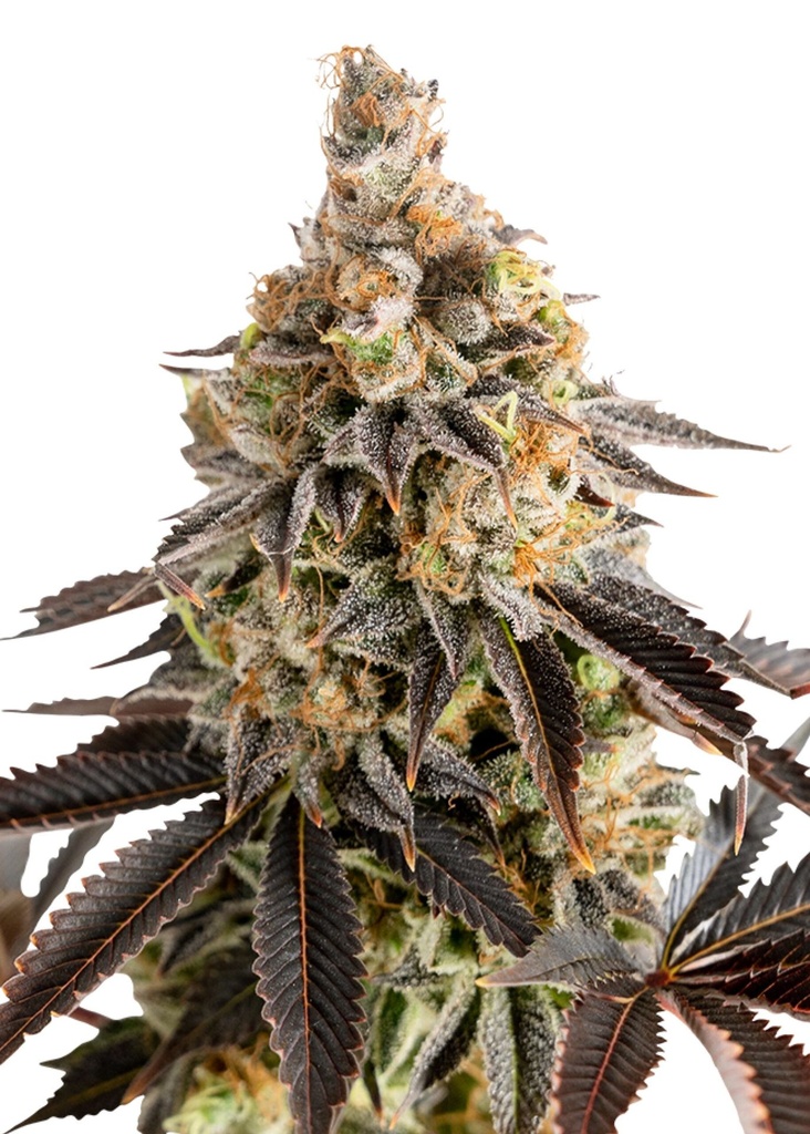 [GF-4822018] Royal Queen Seeds Cookies Gelato  1 Samen