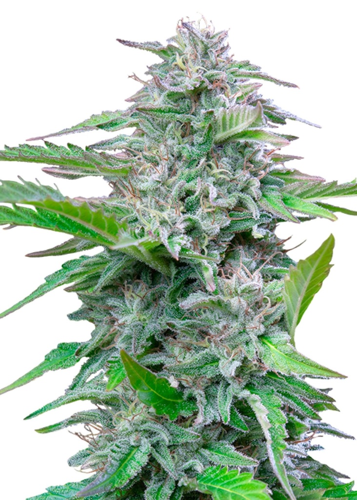 [GF-4822020] Royal Queen Seeds Critical 1 Samen