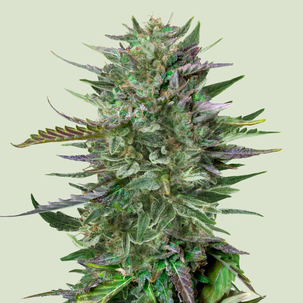 [GF-4822022] Royal Queen Seeds Do-si-dos 1 Samen