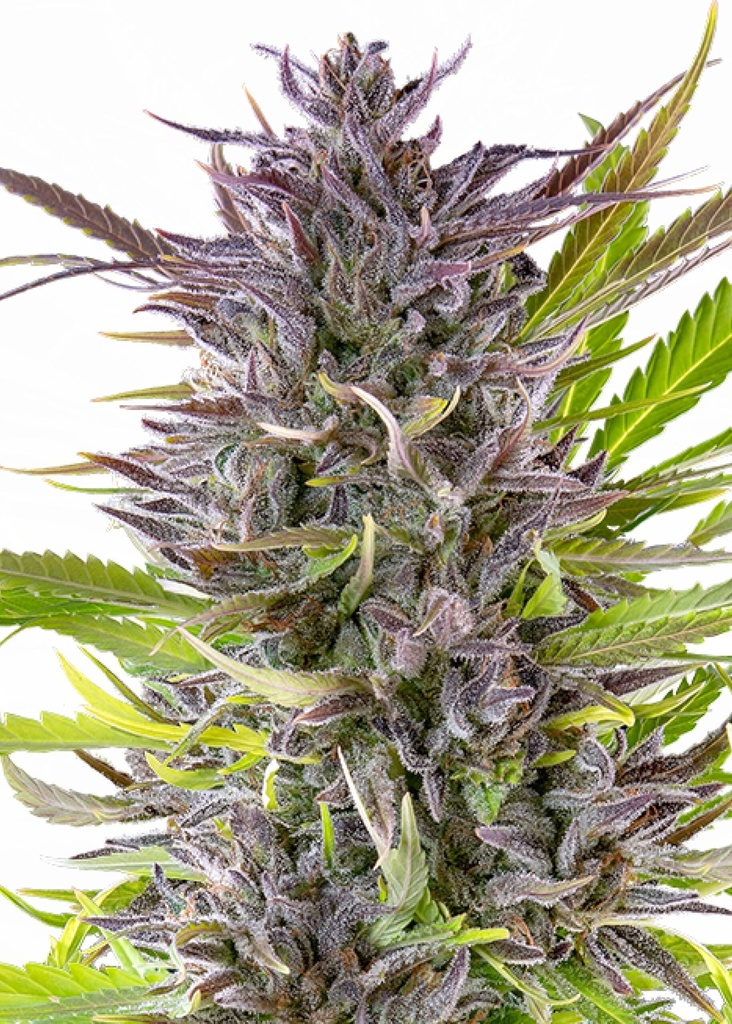 [GF-4822025] Royal Queen Seeds Green Gelato  3 Samen