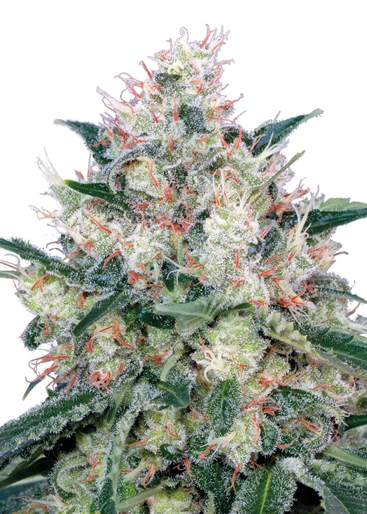 [GF-4822026] Royal Queen Seeds Honey Cream - Fast 1 Samen